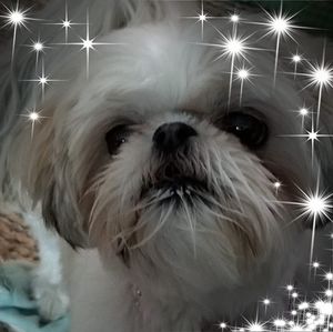 Meet your Posher, Bob